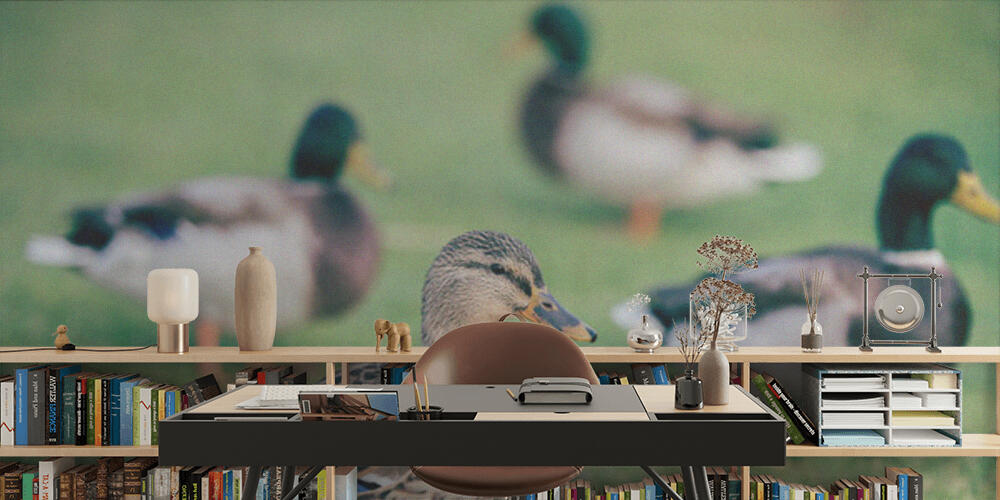 Domestic ducks on green grass, Studio e Ufficio