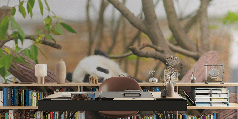 Sleeping giant panda baby, Studio e Ufficio