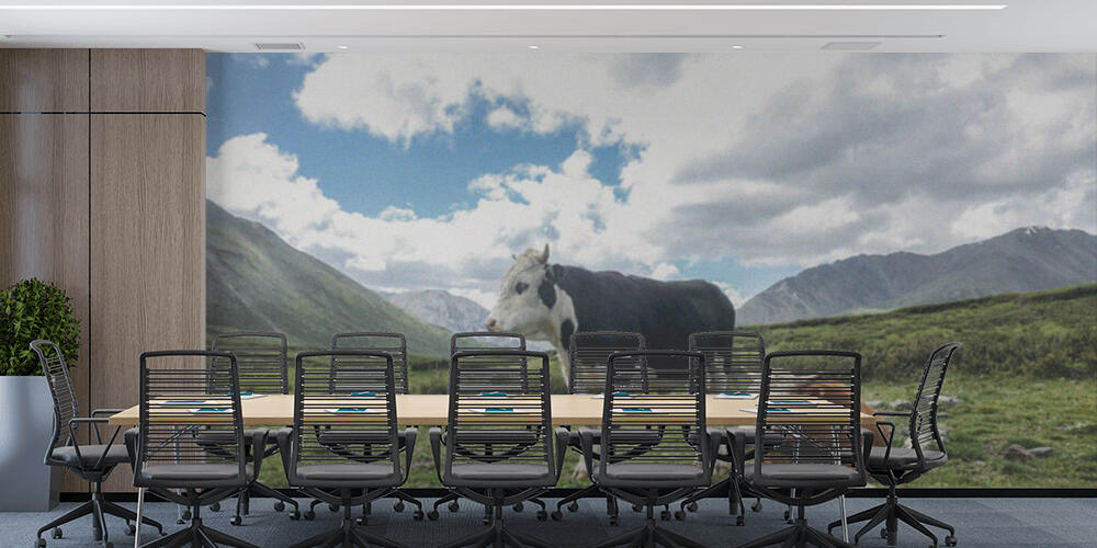 Cows, Studio e Ufficio