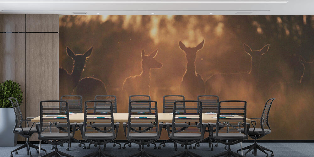 Group of red deer hinds in meadow backlight by evening sun, Studio e Ufficio