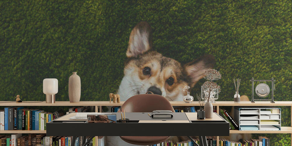 adorable welsh corgi dogs laying on green lawn, Studio e Ufficio