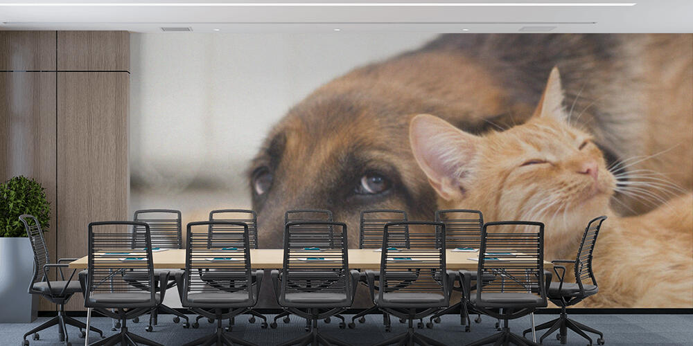 German Shepherd Dog and cat together, Studio e Ufficio