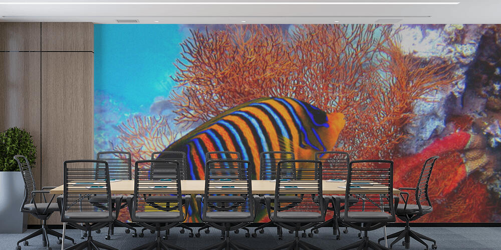 Pygoplites diacanthus, Studio e Ufficio