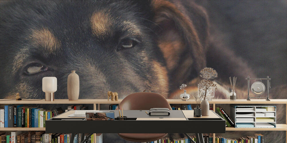 puppy and kitten, Studio e Ufficio