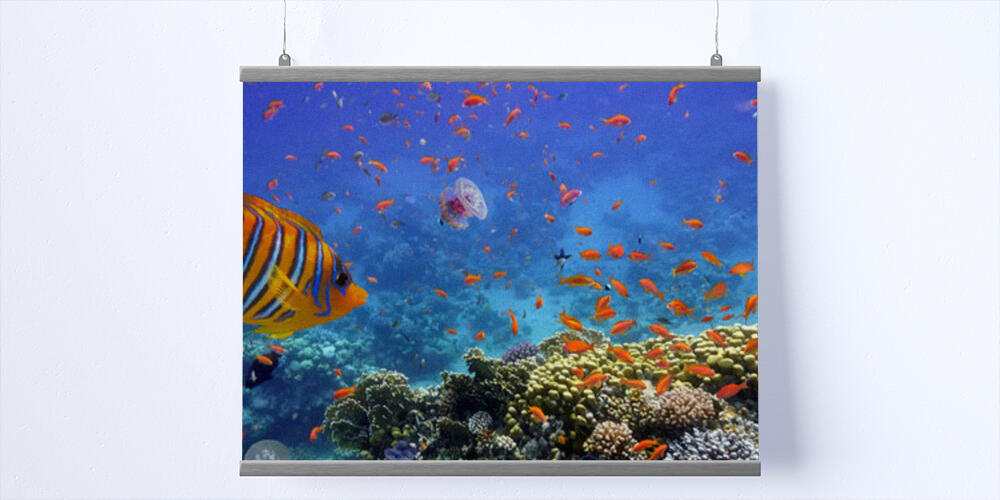 Coral Reef and Tropical Fish in the Red Sea, 