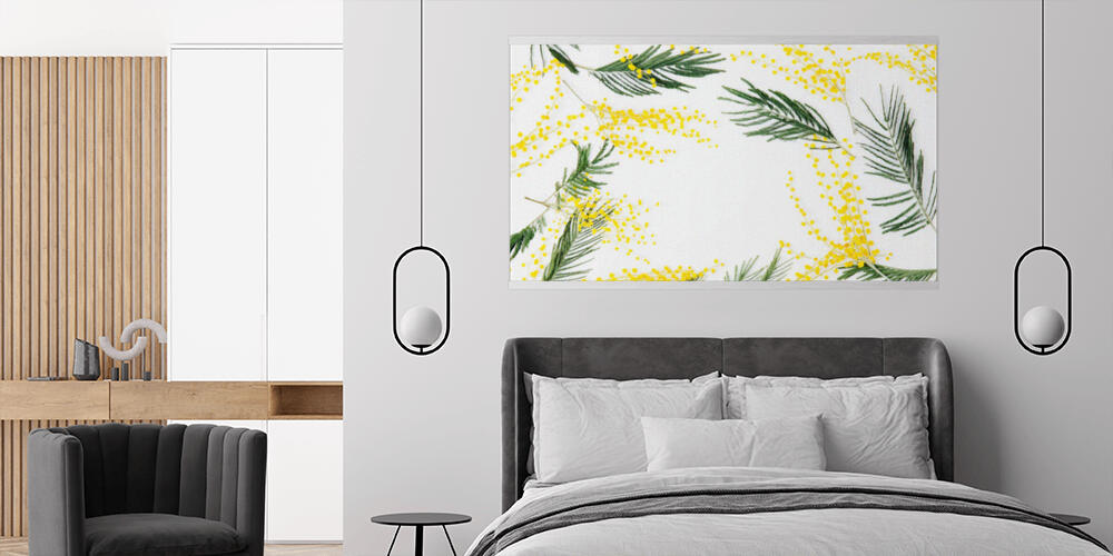 mimosa flowers on white background, 