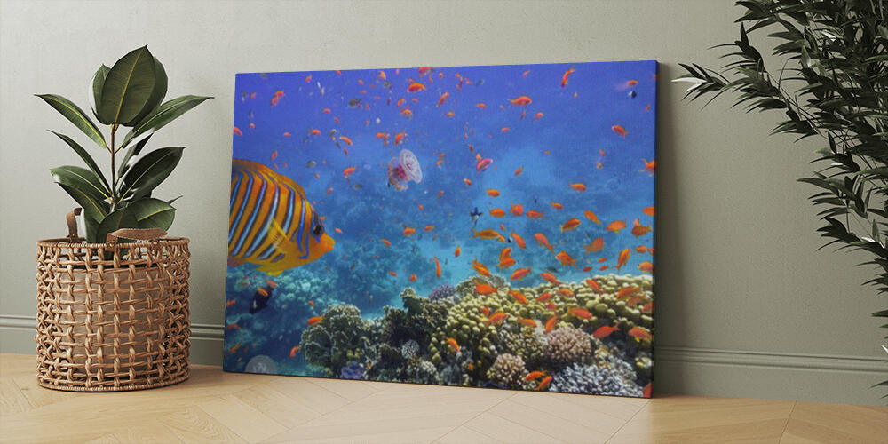 Coral Reef and Tropical Fish in the Red Sea, 