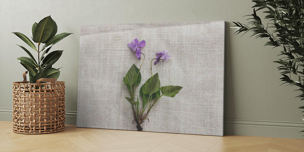 Viola reichenbachiana flower on rustic linen cloth background, 